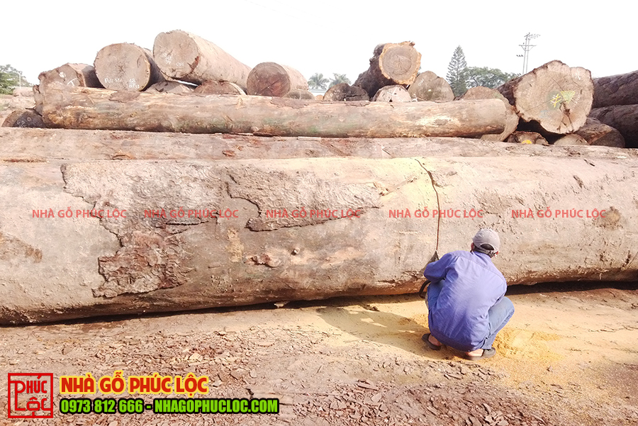Cây gỗ lim Nam Phi với kích thước lớn đang được cưa xẻ
